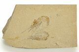 Two Cretaceous Fossil Shrimp - Lebanon #323721-1